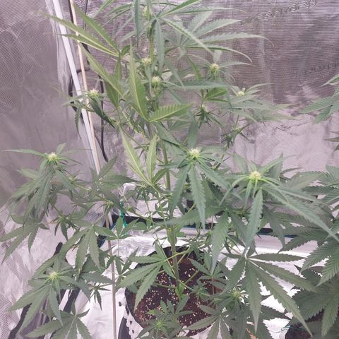 Wdc 2fast4bud growlog timeline photo