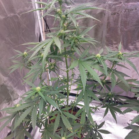 Wdc 2fast4bud growlog timeline photo