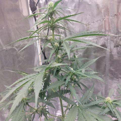 Wdc 2fast4bud growlog timeline photo