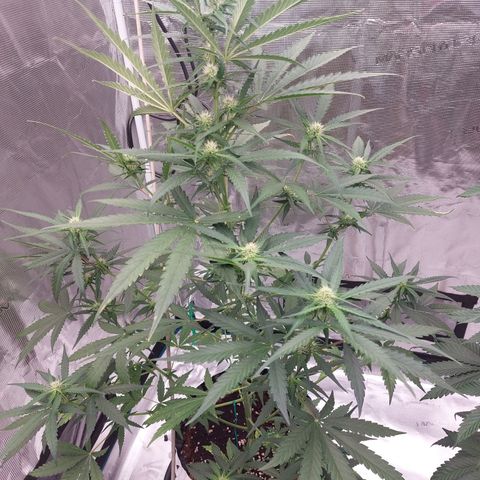 Wdc 2fast4bud growlog timeline photo