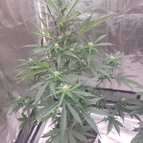 Wdc 2fast4bud growlog timeline photo