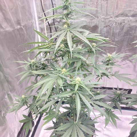 Wdc 2fast4bud growlog timeline photo