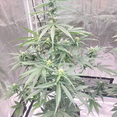 Wdc 2fast4bud growlog timeline photo