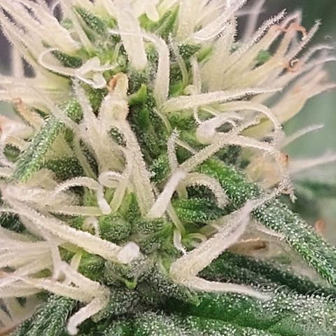 Wdc 2fast4bud growlog timeline photo