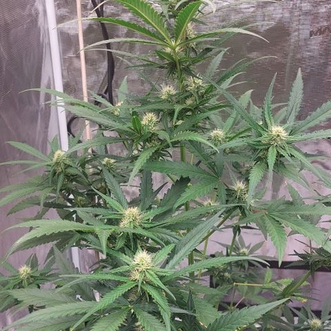 Wdc 2fast4bud growlog timeline photo