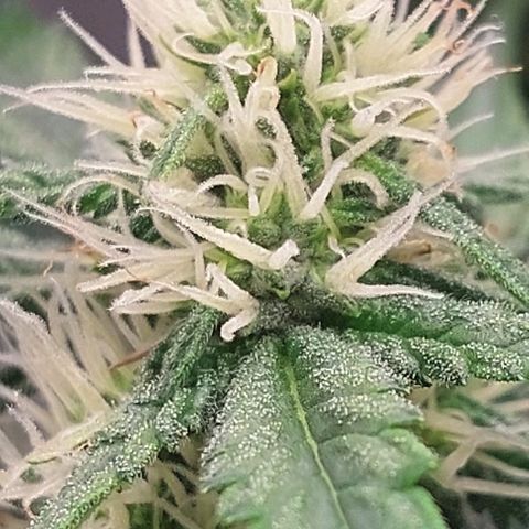 Wdc 2fast4bud growlog timeline photo