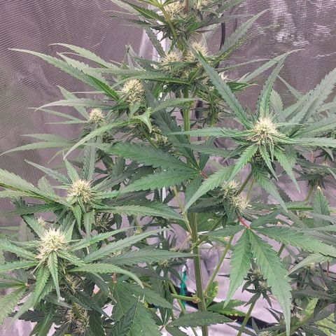 Wdc 2fast4bud growlog timeline photo