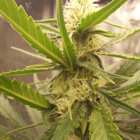 Wdc 2fast4bud growlog timeline photo