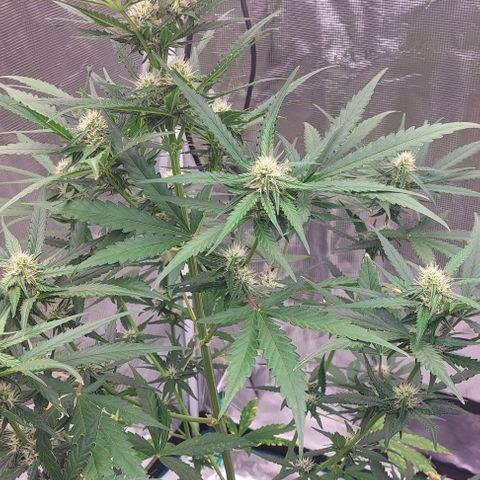 Wdc 2fast4bud growlog timeline photo