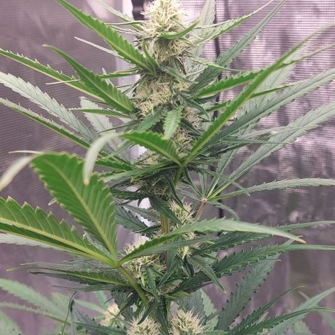 Wdc 2fast4bud growlog timeline photo