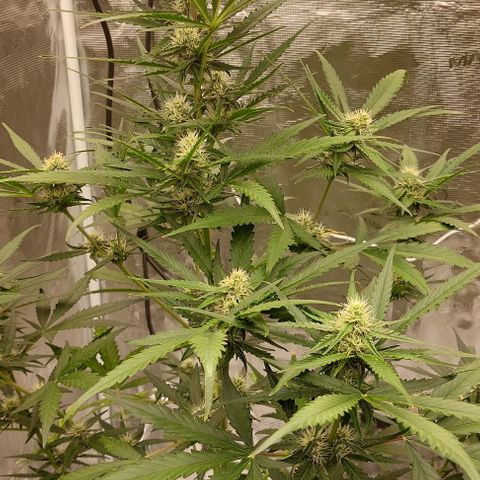 Wdc 2fast4bud growlog timeline photo