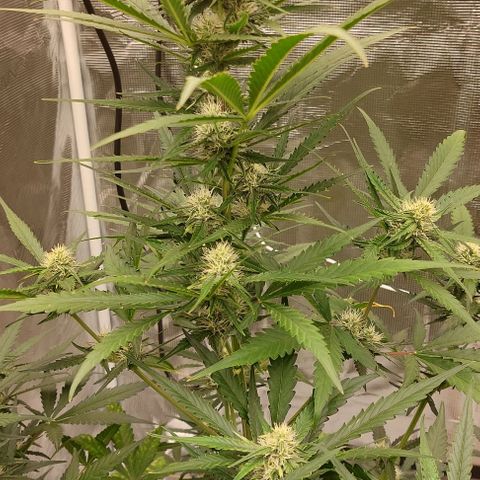 Wdc 2fast4bud growlog timeline photo
