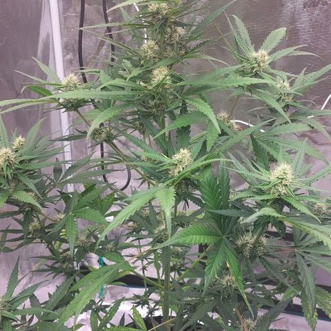 Wdc 2fast4bud growlog timeline photo