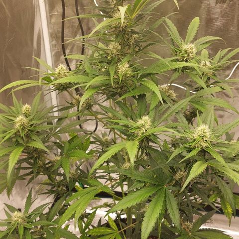 Wdc 2fast4bud growlog timeline photo