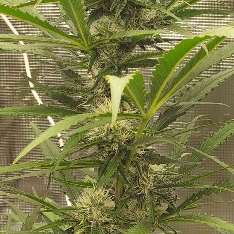 Wdc 2fast4bud growlog timeline photo