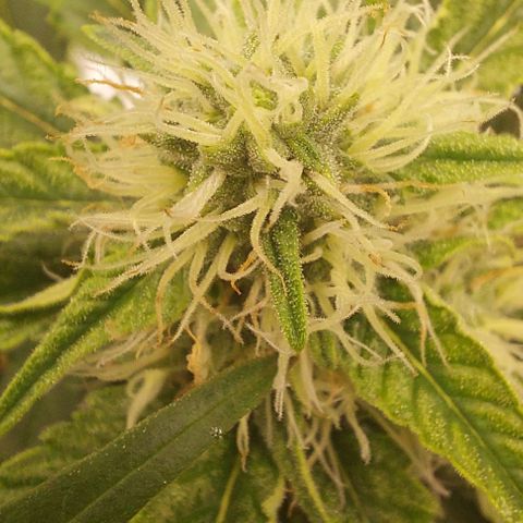 Wdc 2fast4bud growlog timeline photo