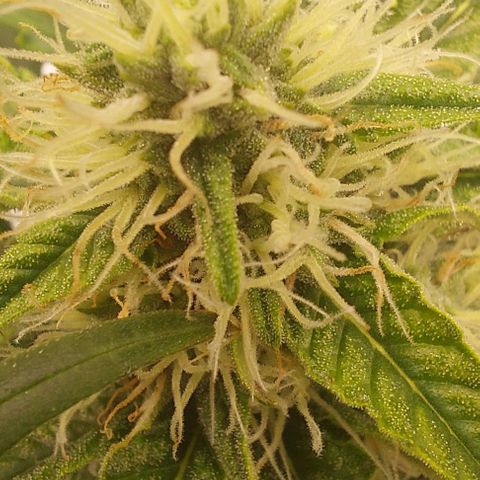 Wdc 2fast4bud growlog timeline photo