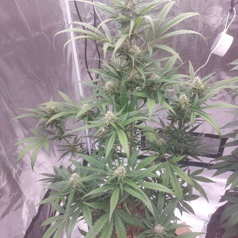 Wdc 2fast4bud growlog timeline photo