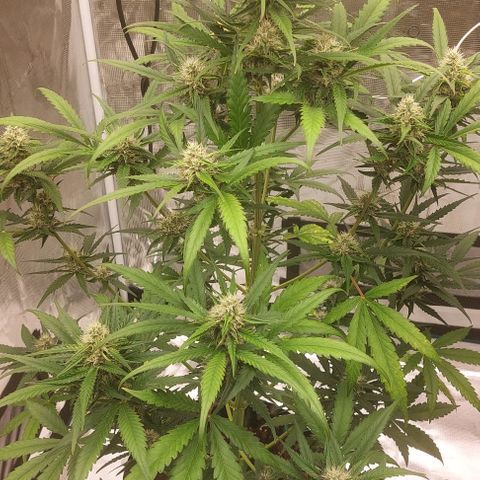 Wdc 2fast4bud growlog timeline photo