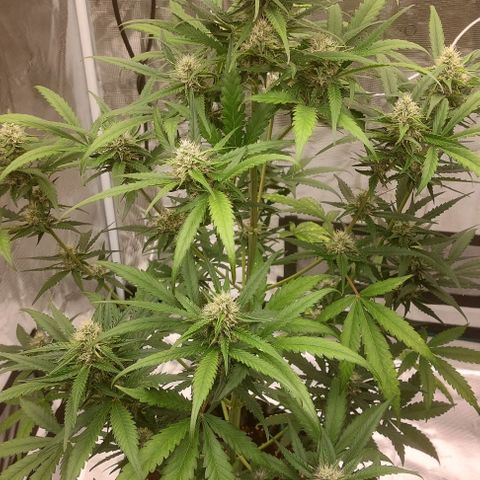 Wdc 2fast4bud growlog timeline photo