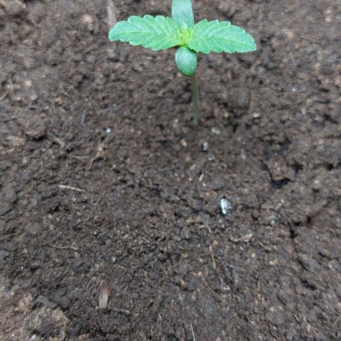 ETHOS growlog timeline photo