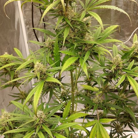Wdc 2fast4bud growlog timeline photo