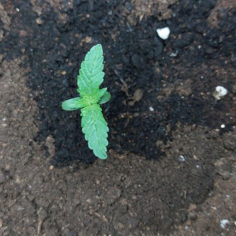 ETHOS growlog timeline photo