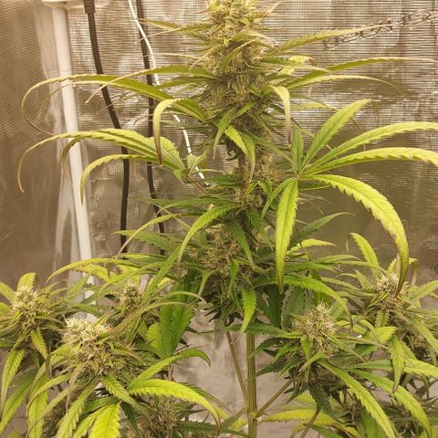 Wdc 2fast4bud growlog timeline photo