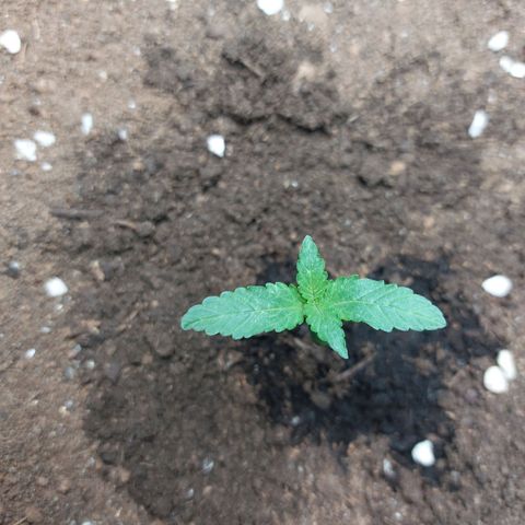 ETHOS growlog timeline photo