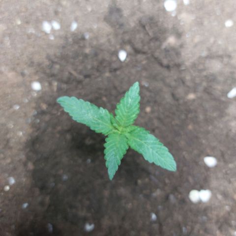 ETHOS growlog timeline photo