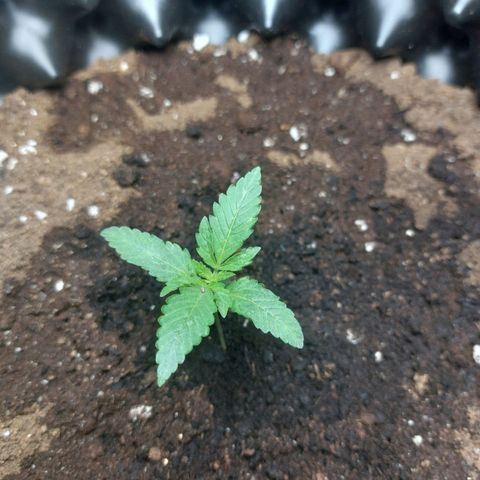 ETHOS growlog timeline photo