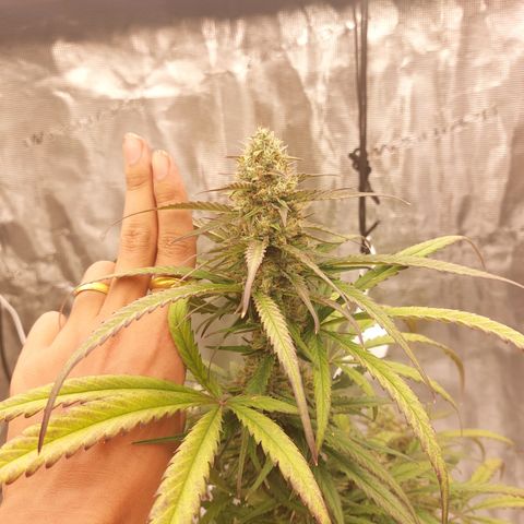 Wdc 2fast4bud growlog timeline photo