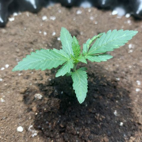 ETHOS growlog timeline photo