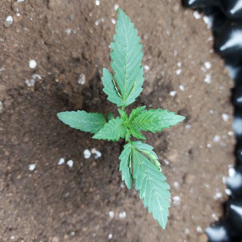 ETHOS growlog timeline photo