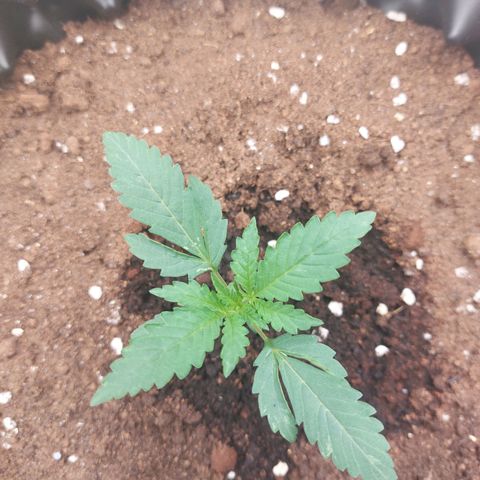 ETHOS growlog timeline photo