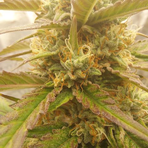 Wdc 2fast4bud growlog timeline photo
