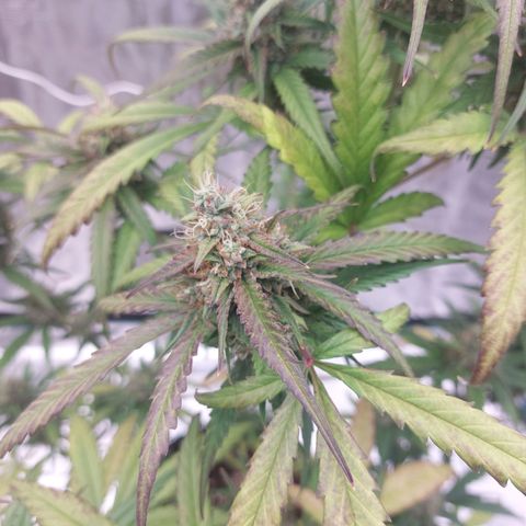 Wdc 2fast4bud growlog timeline photo