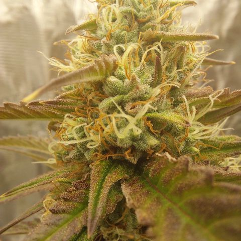 Wdc 2fast4bud growlog timeline photo
