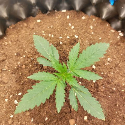 ETHOS growlog timeline photo