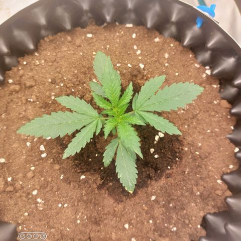 ETHOS growlog timeline photo