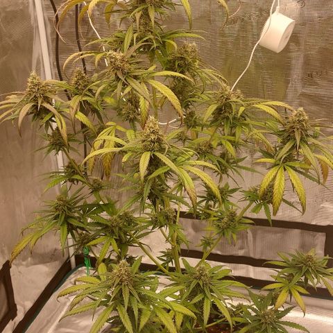 Wdc 2fast4bud growlog timeline photo