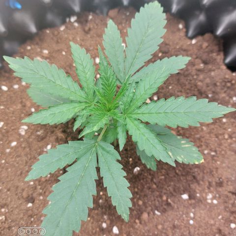 ETHOS growlog timeline photo