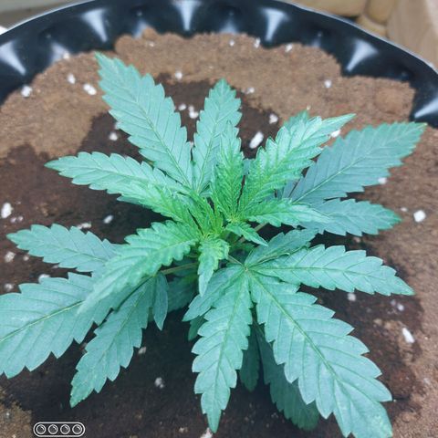 ETHOS growlog timeline photo