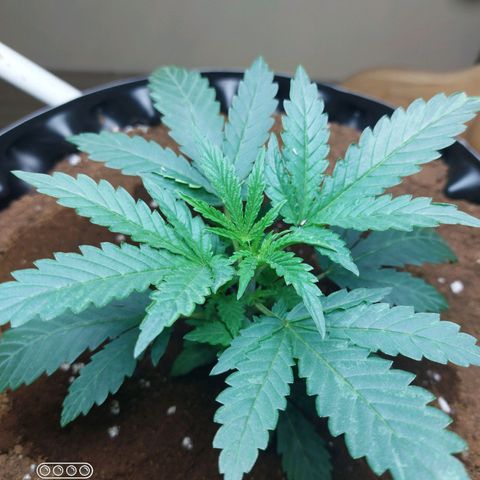 ETHOS growlog timeline photo