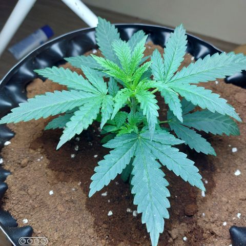 ETHOS growlog timeline photo