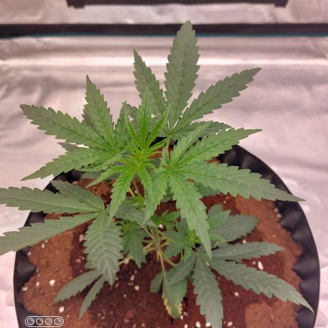 ETHOS growlog timeline photo