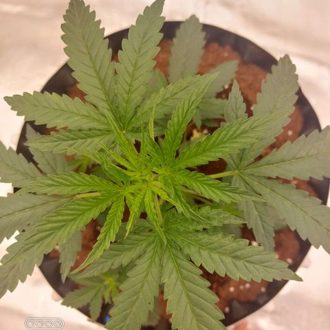 ETHOS growlog timeline photo