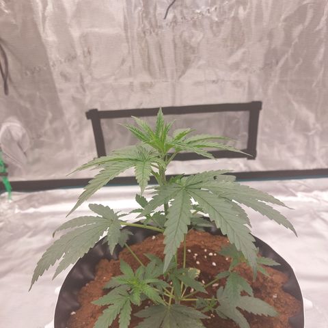ETHOS growlog timeline photo