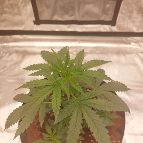 ETHOS growlog timeline photo