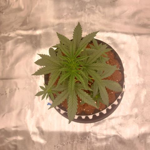 ETHOS growlog timeline photo